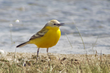 and a sighting of the white-headed form of Western Yellow Wagtail is always a treat.