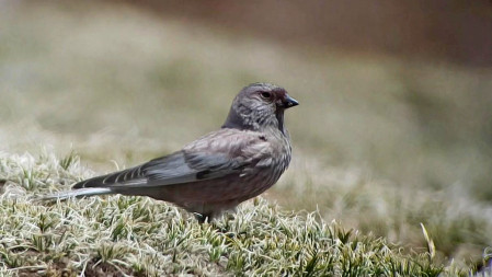 In this setting we see birds we would otherwise miss such as the Khangai Asian Rosy Finch.