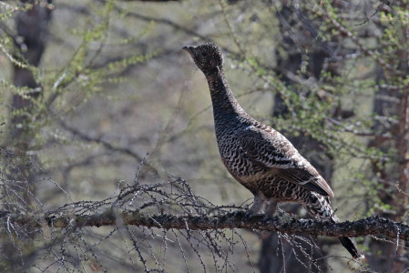 The real star of the area is the rare Black-billed Capercaillie, here a female froze on a branch for us all to admire.