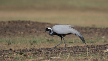 Demoiselle Cranes are widespread, their long drooping tertials forming a characteristic silhouette...