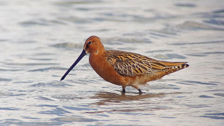 There will be masses of shorebirds, including Asiatic Dowitchers