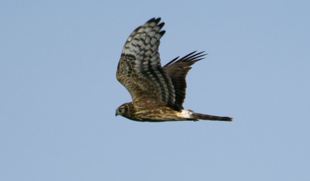 Migrating raptors included species such as this Hen Harrier...