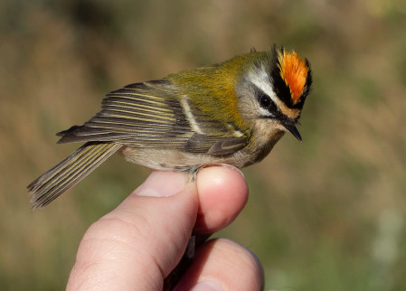 We'll have chance to see birds caught for banding, such as this Firecrest.