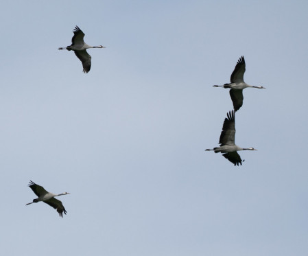 Inland, we'll search for species such as Common Crane.