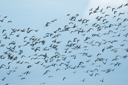 We'll see big flocks of Barnacle Geese.