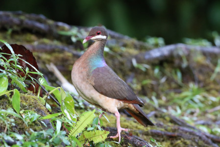 Our time on Guadeloupe promises close encounters with normally secretive species such as Bridled Quail Dove (B&eacute;atrice Henricot).