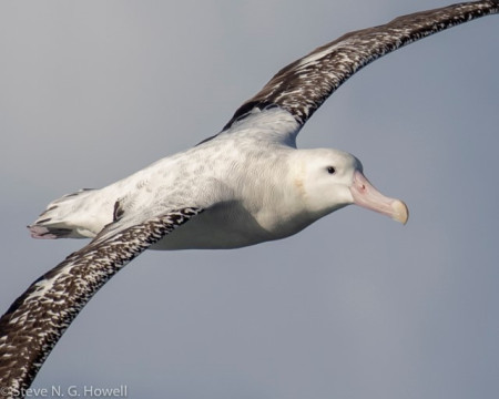 ...to the huge Wandering Albatrosses, at times almost sailing past at arm&rsquo;s length and allowing great comparisons of the various taxa&mdash;here a (presumed) Snowy Wandering...