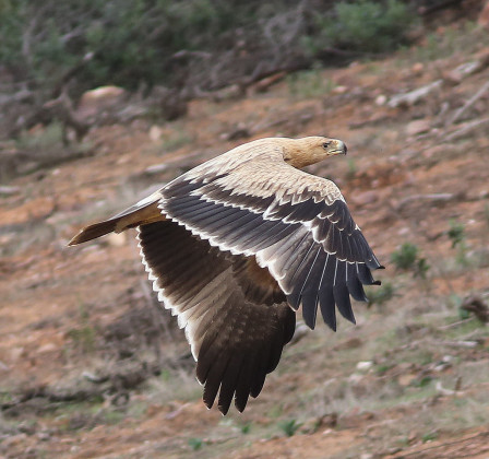 One of the endemic species of the Iberian Peninsula we should see in the Guadiana valley area, the Spanish Eagle is a majestic species. (PG)