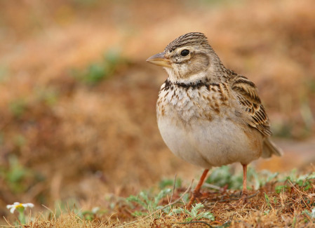 The Calandra Lark is one of the largest larks in the world, and is a fairly common species in the Castro Verde plains. (PM)