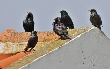 A species with a restricted distribution (Iberia, North Africa and islands in the Mediterranean), the Spotless Starling is fairly common in urban habitats. (RP)