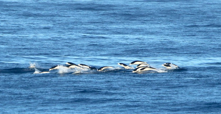 Cetaceans can appear at anytime, with one of the more colourful species being these Southern Right-Whale Dolphins.