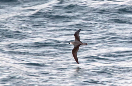 the sometimes common Cook's Petrel, 