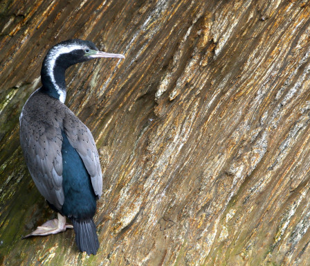 Back in the harbor we should spot the striking Spotted Shag,