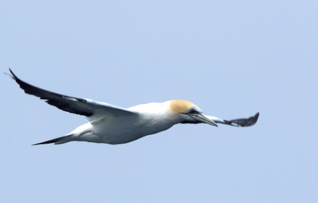 and the often curious Australasian Gannets. 