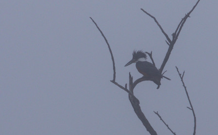We'll never be far from a Ringed Kingfisher. Image: Jake Mohlmann
