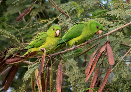 ... join established species like Green Parakeet.
