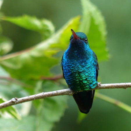 Blue-chinned Sapphire (DR)