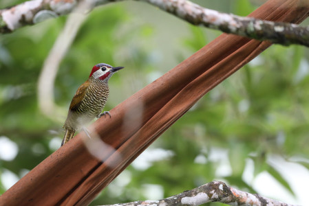 Golden-olive Woodpecker (PA)