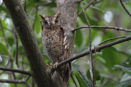 Tropical Screech Owl in Caroni (PA)
