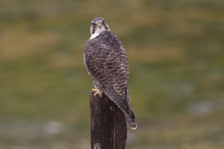 and Saker Falcon.