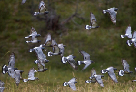 ...but will leave most of the flying for the birds - here Hill Pigeons near Zhaduo.