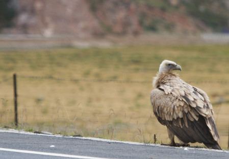 ...and won't be doing any running like this acclimatized Himalayan Vulture.