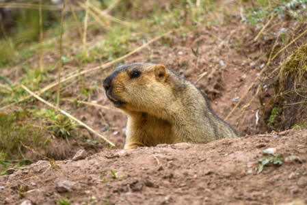 Other mammals are sure to include Himalayan Marmot...
