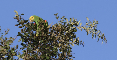 Yellow-headed Parrots can be hard to get a good look at but you wouldn&rsquo;t know it from this photo. 