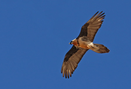 We certainly won't neglect the bird with Bearded Vulture (or Lammergeier) being common... (df) 