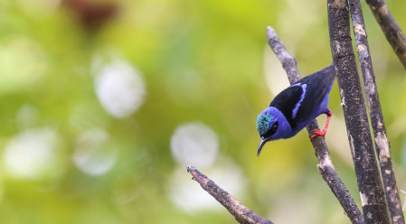A Red-legged Honeycreeper shows off its namesake bodily features.