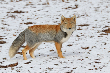 ...or more wildlife such as this Tibetan Fox... (df)