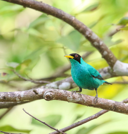 A scintillating Green Honeycreeper at La Milpa&rsquo;s fruit feeders.