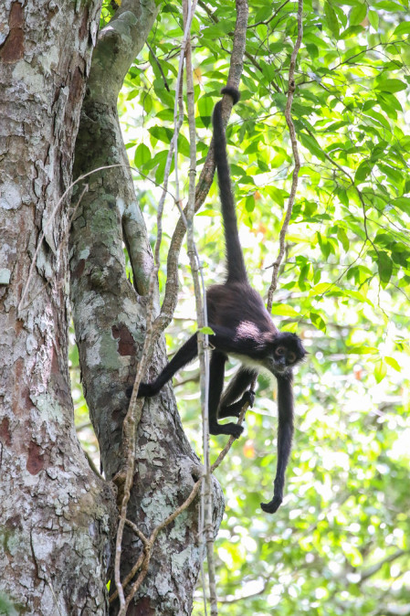 A Central American Spider Monkey after discovering a small pool of water hidden away in the cavity of a tree trunk.