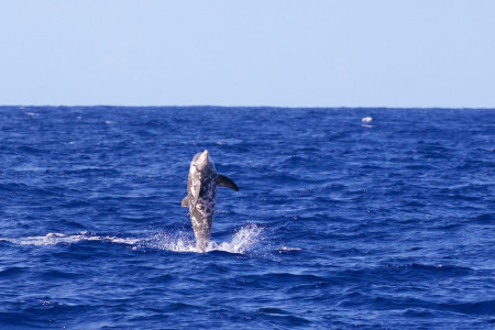 Cetaceans such as Rough-toothed Dolphin can be plentiful in these waters as well.