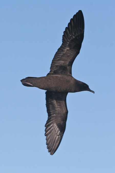 to more scarce ones such as this Christmas Shearwater
