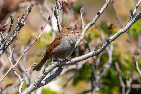 One of our main targets will be the localised Japanese Accentor, which should be singing loudly!