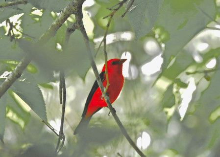 Sometimes the birds are bright like a Scarlet Tanager... (Photo: John Hickok)