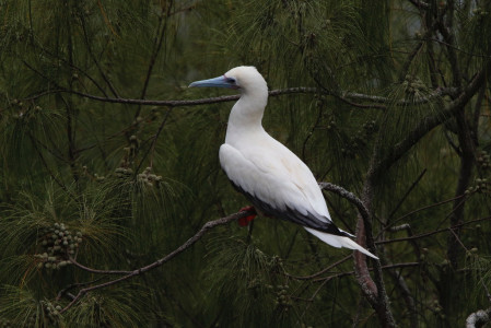 Red-footed Booby should be sitting on the cliffside trees