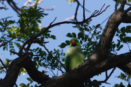 and even chattering Rose-ringed Parakeets in the large hibiscus trees.