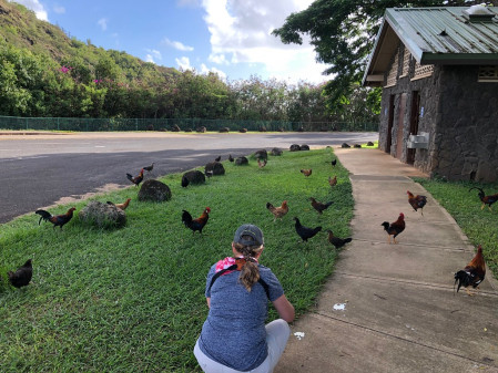 Kauai has its own interesting introduced species, like the omnipresent domestic chicken (and some countable Red Junglefowl as well), 