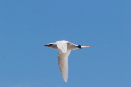 Along the coast we'll look for the ethereal Red-tailed Tropicbird,