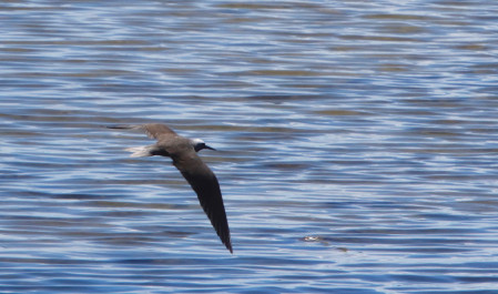 and the endemic subspecies of Black Noddy, surely another candidate for full species status.