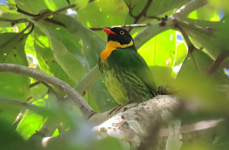 Masked Fruiteater is one of many cloud forest species we may see after our visit to the ruins as we return to town.