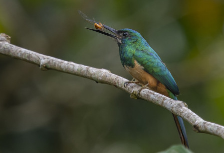 Even Bluish-fronted Jacamar, reminding one of a huge, sparkling hummingbird, is a regular sight at Villa Carmen. Photo by participant Andy Fix.