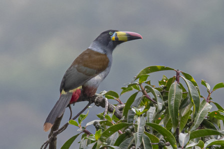And this is where we have the best chances for the amazing Gray-breasted Mountain-Toucan. Photo by participant Andy Fix.
