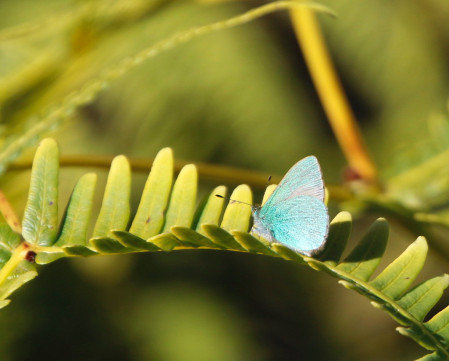 as well as a few butterflies including this endemic Hawaiian Blue