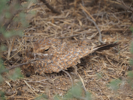 Senegal is the most accessible country in the world to find the cryptic Golden Nightjar.