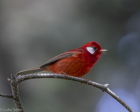 We&rsquo;ll seek the endemic and well-named Red Warbler...