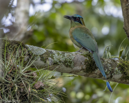 The tropical foothill forests are home to the recently split Blue-capped (n&eacute;e Blue-crowned) Motmot, endemic to Northeast Mexico,