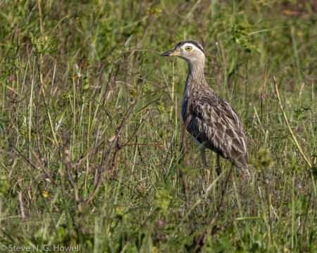 In the coastal grasslands we may find the striking Double-striped Thick-knee, and ...